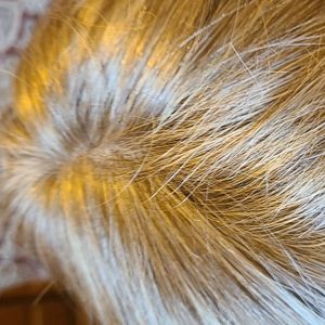 Synthetic monofilament wig